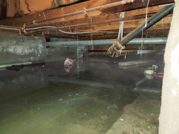 Best Water damage cleanup near me  in Whidbey Island Station, WA